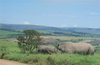 Rhino Africa Image